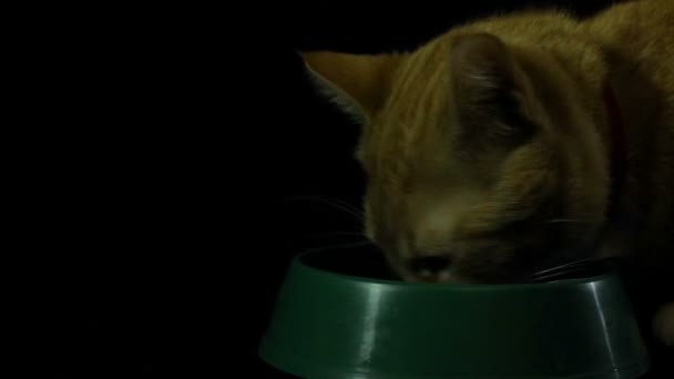 Мбаппе и умный домашний рыжий кот — стоковое видео