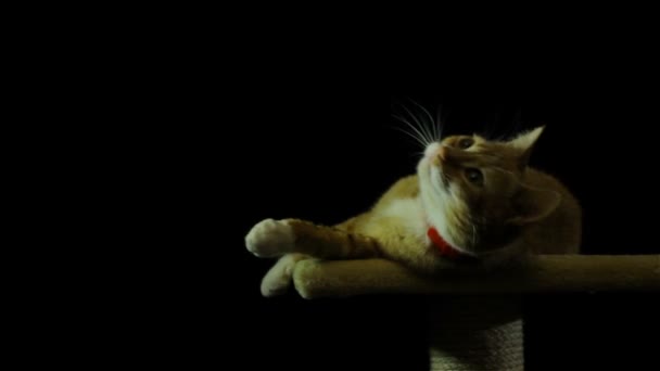 Hermosa e inteligente casa gato rojo — Vídeo de stock