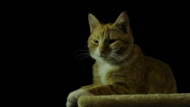 Linda e inteligente casa gato vermelho — Vídeo de Stock