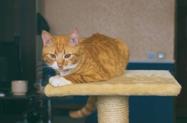 Güzel ve samimi ve aile içi kırmızı kedi