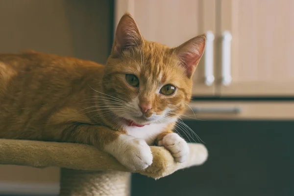 Güzel ve samimi ve aile içi kırmızı kedi — Stok fotoğraf