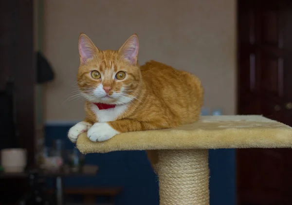 Güzel ve samimi ve aile içi kırmızı kedi