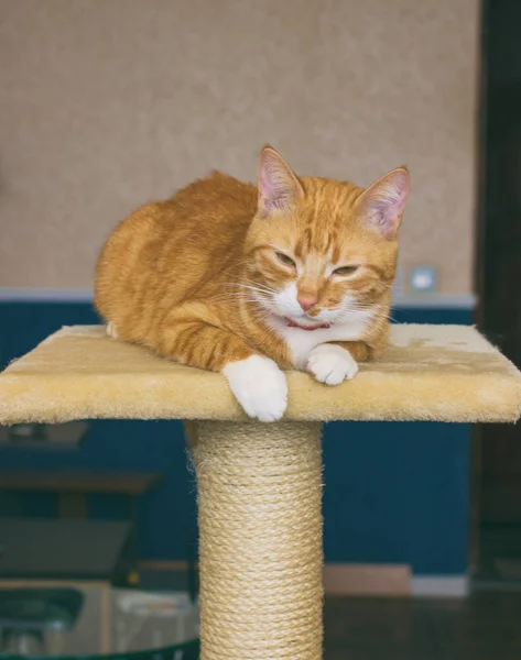 Schöne und freundliche Hauskatze — Stockfoto