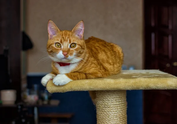 Güzel ve samimi ve aile içi kırmızı kedi