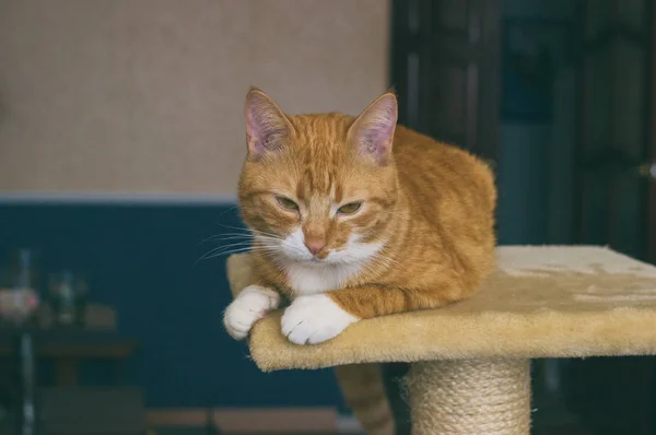 Mooi en vriendelijke en binnenlandse rode kat — Stockfoto