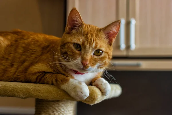 Gato vermelho bonito e amigável e doméstico — Fotografia de Stock