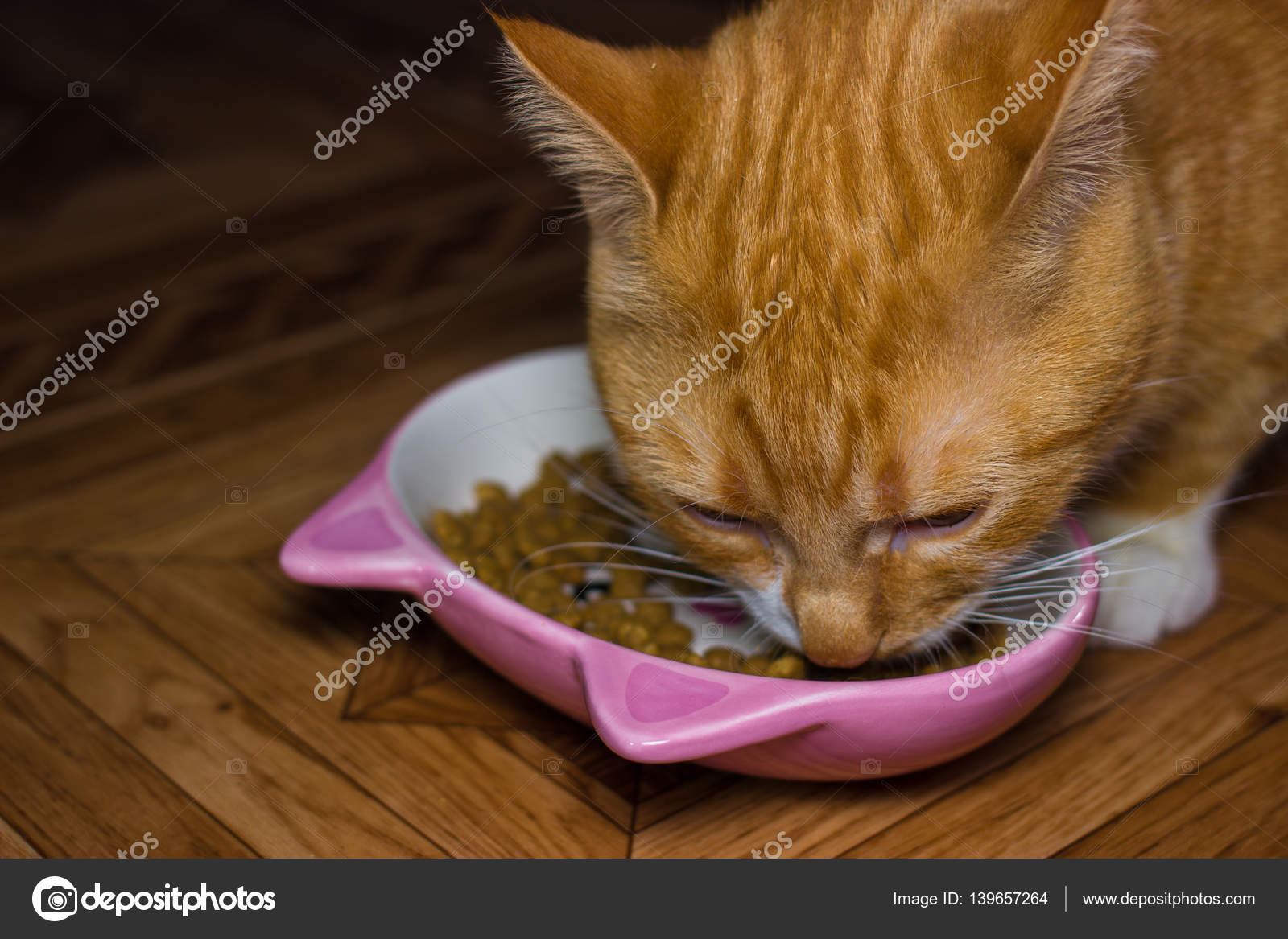 Полу голодный. Кошка ест горох. Кот ест миску пасть. Кошка ест ткань. Кот кушает с миски в профиль.