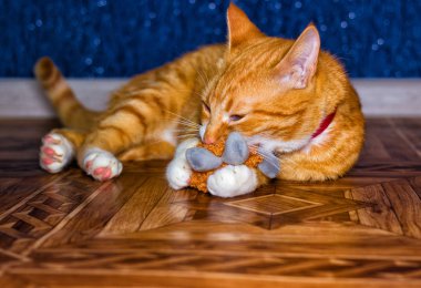 Ev kırmızı kedi bir oyuncakla oynar