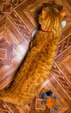 Ev kırmızı kedi bir oyuncakla oynar