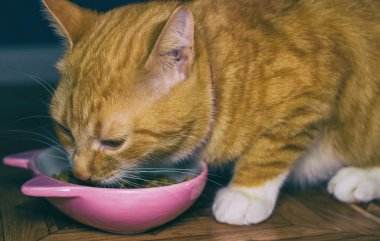 Ev kırmızı kedi yemek yiyor