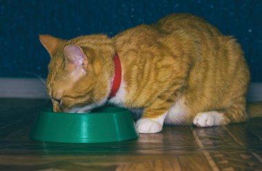 Ev kırmızı kedi yemek yiyor