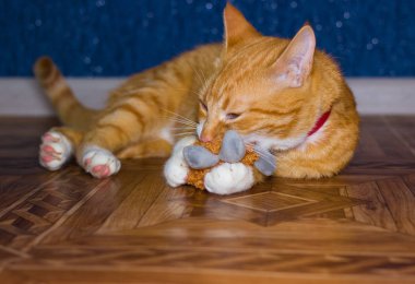 Ev kırmızı kedi bir oyuncakla oynar