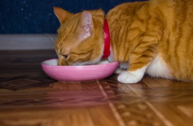 Ev kırmızı kedi yemek yiyor