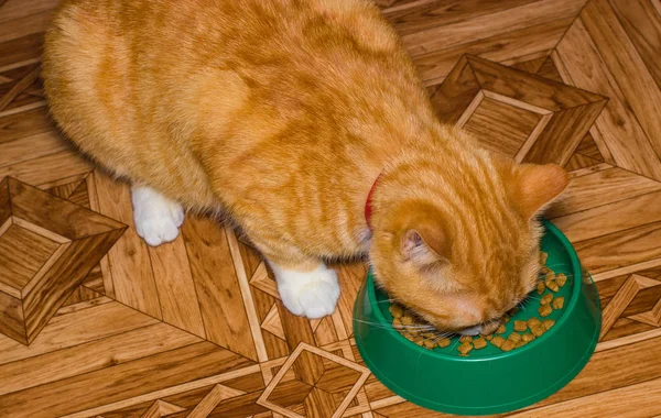 Home red cat eats food — Stock Photo, Image