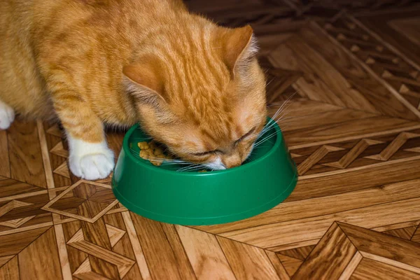 Красная кошка ест пищу — стоковое фото