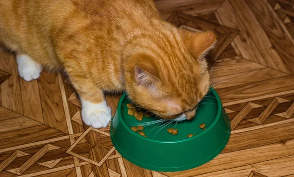 Home red cat eats food — Stock Photo, Image