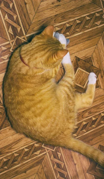 Home gato rojo juega con un juguete —  Fotos de Stock