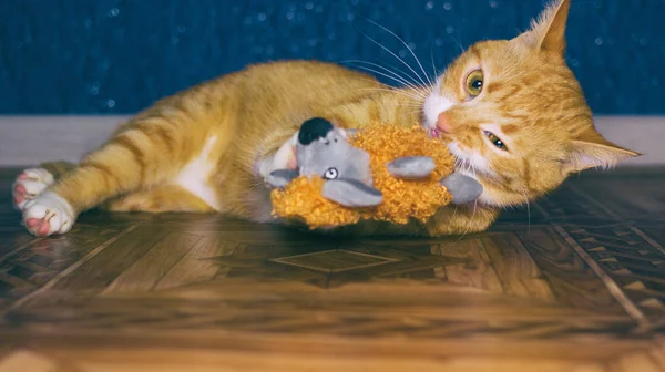 Casa gato vermelho brinca com um brinquedo — Fotografia de Stock