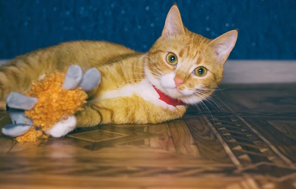 Ev kırmızı kedi bir oyuncakla oynar