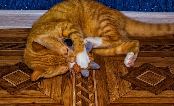 Ev kırmızı kedi bir oyuncakla oynar — Stok fotoğraf