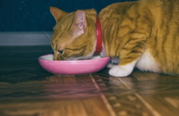 Αρχική κόκκινο γάτα τρώει τρόφιμα — Φωτογραφία Αρχείου