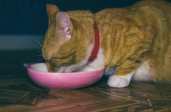 Αρχική κόκκινο γάτα τρώει τρόφιμα — Φωτογραφία Αρχείου