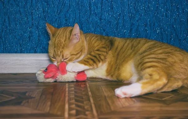 Home gatto rosso gioca con un giocattolo — Foto Stock