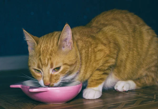 Otthoni vörös macska eszik az élelmiszer — Stock Fotó
