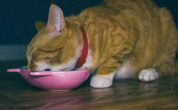 Otthoni vörös macska eszik az élelmiszer — Stock Fotó