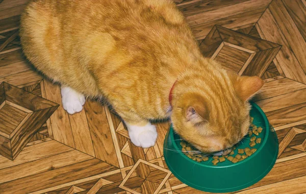 Casa gato vermelho come comida — Fotografia de Stock