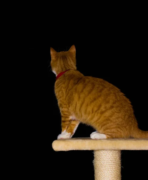 검은 배경에 홈 빨간 고양이 — 스톡 사진