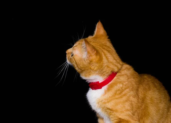 Accueil chat rouge sur fond noir — Photo