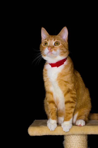 Siyah arka plan üzerine ev kırmızı kedi