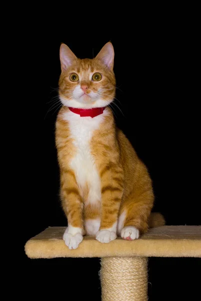 Siyah arka plan üzerine ev kırmızı kedi