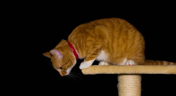 Домашня червона кішка на чорному тлі — стокове фото