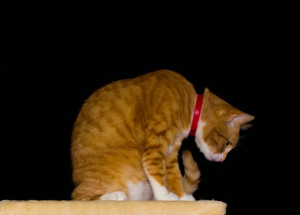 Domácí červená kočka na černém pozadí — Stock fotografie