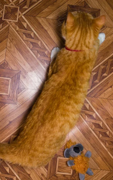 Αρχική κόκκινο γάτα παίζει με ένα παιχνίδι — Φωτογραφία Αρχείου