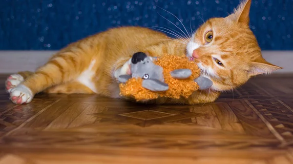 Casa gato vermelho brinca com um brinquedo — Fotografia de Stock