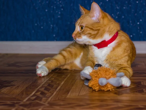 Home red cat plays with a toy