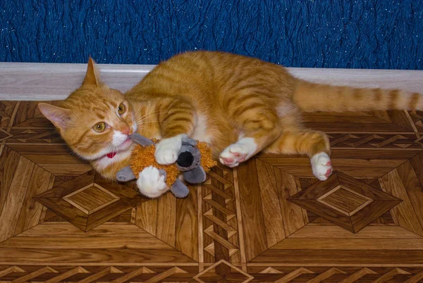 Красная кошка играет с игрушкой — стоковое фото