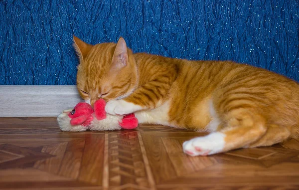 Αρχική κόκκινο γάτα παίζει με ένα παιχνίδι — Φωτογραφία Αρχείου