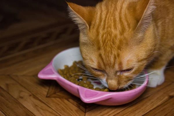 Home red cat eats food — Stock Photo, Image