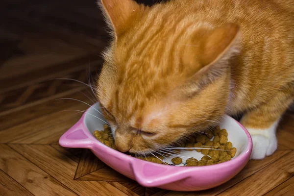 Home red cat eats food — Stock Photo, Image