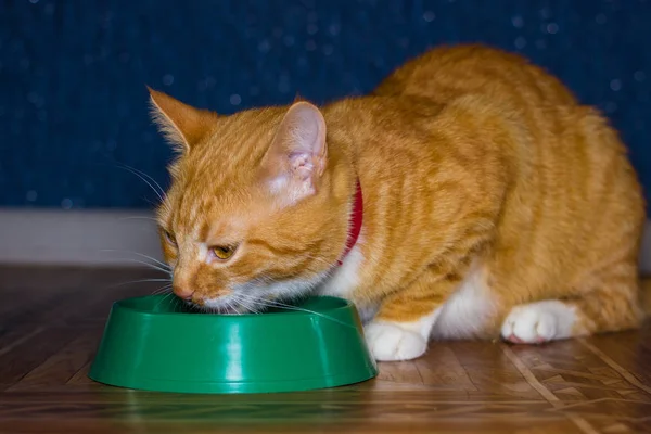 Ev kırmızı kedi yemek yiyor