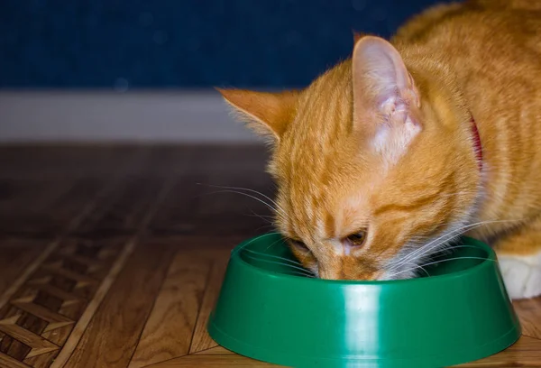 Home red cat eats food — Stock Photo, Image