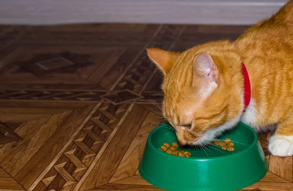 Casa gato vermelho come comida — Fotografia de Stock