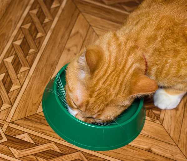 Do domu czerwony kot zjada jedzenie — Zdjęcie stockowe