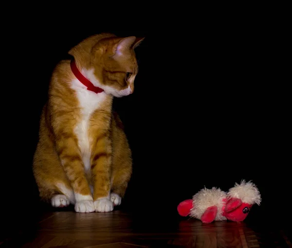 Casa gato vermelho brinca com um brinquedo — Fotografia de Stock