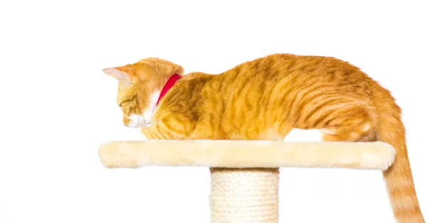 Beyaz bir arka plan üzerinde ev kırmızı kedi