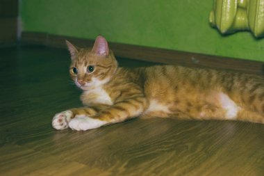 Bir katta şirin aile içi kırmızı kedi